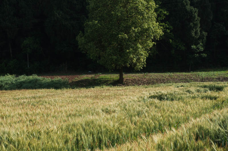 田野中的孤独树影图片
