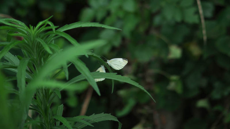 白蝶栖息绿叶间图片