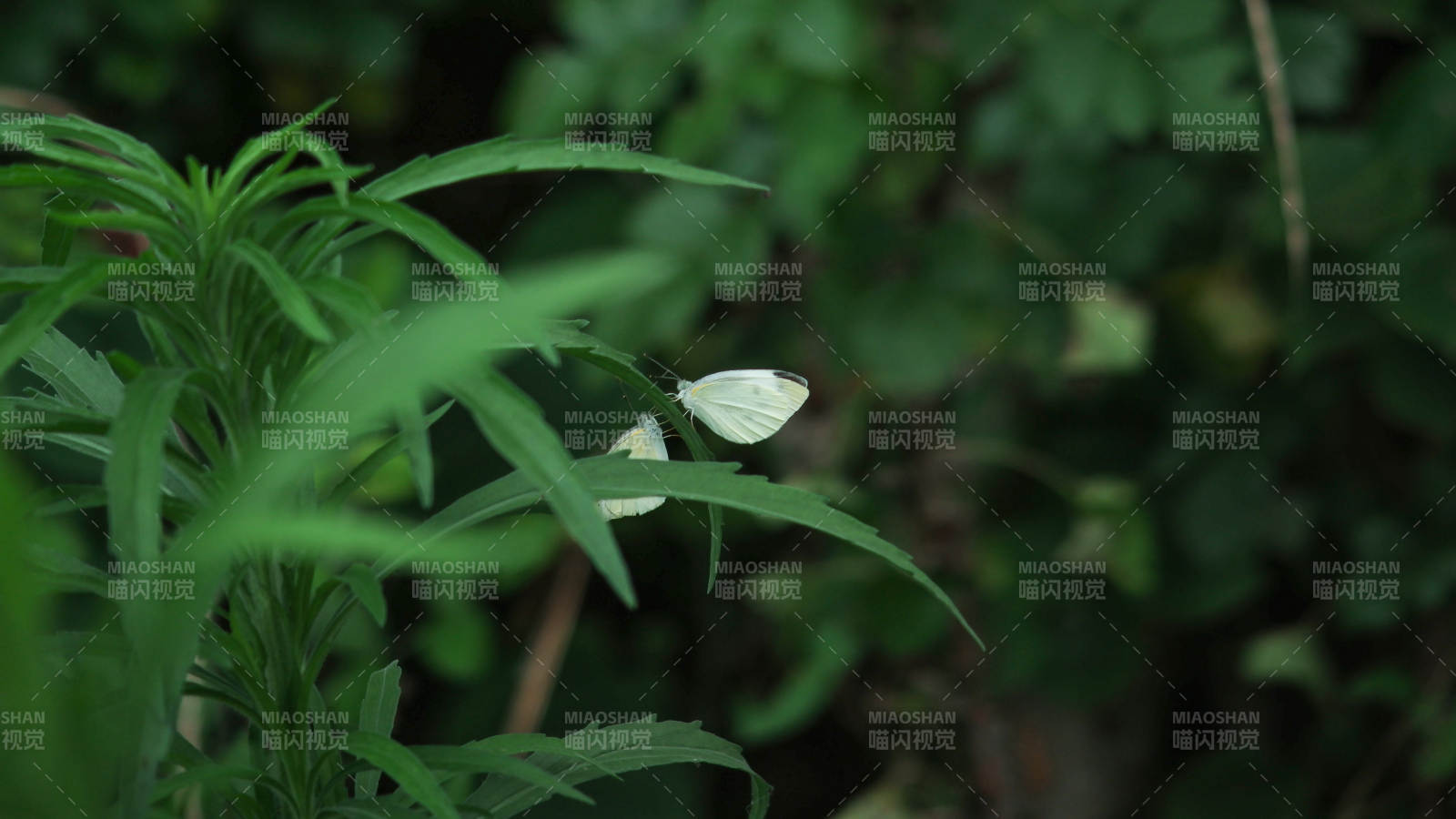 白蝶栖息绿叶间图片