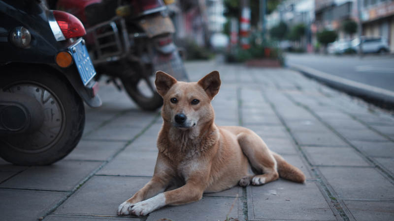 街边悠闲的狗狗图片