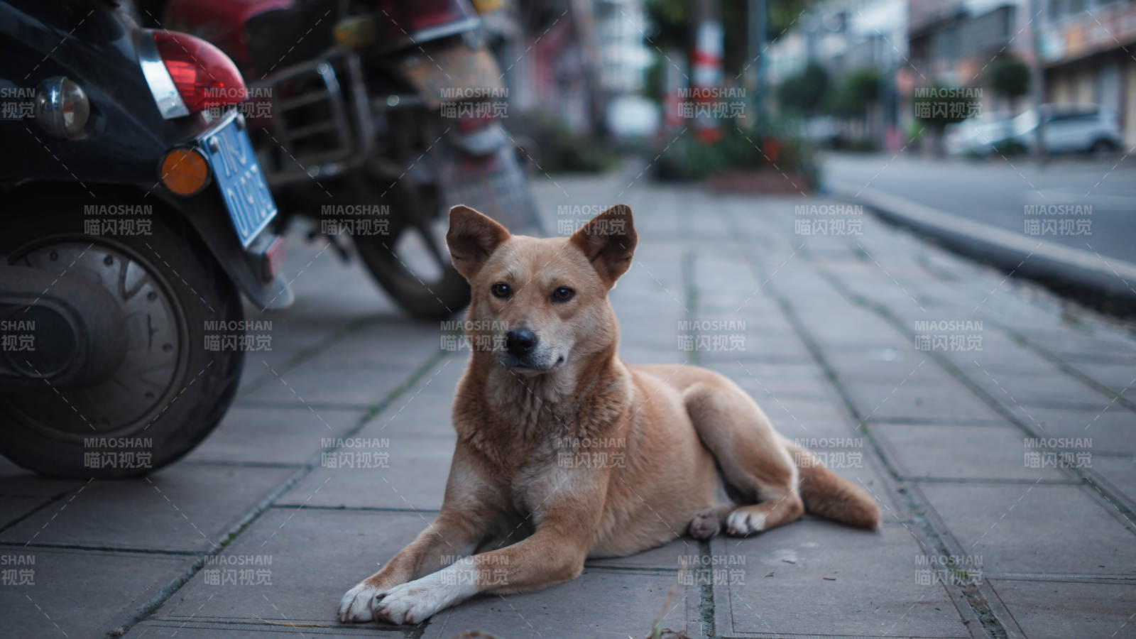 街边悠闲的狗狗图片