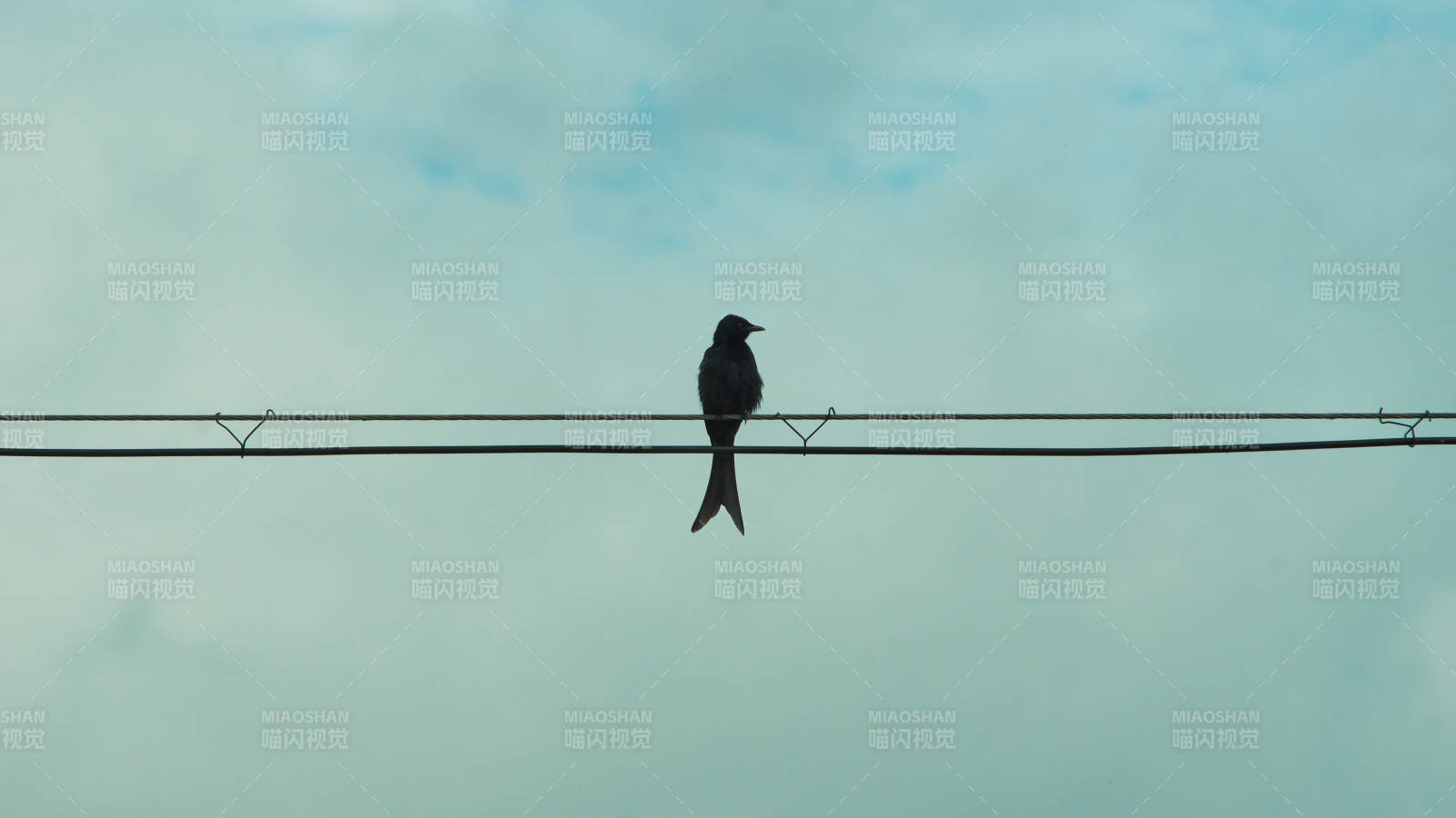 电线上的剪尾鸟影图片