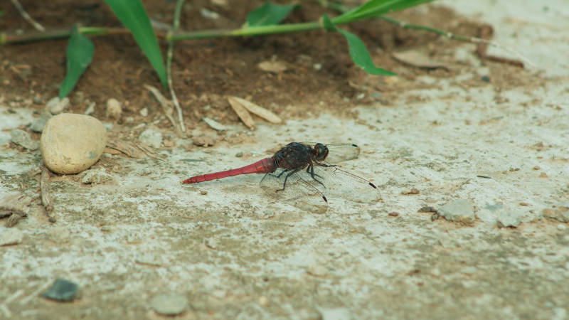 红蜻蜓停歇在石板上图片