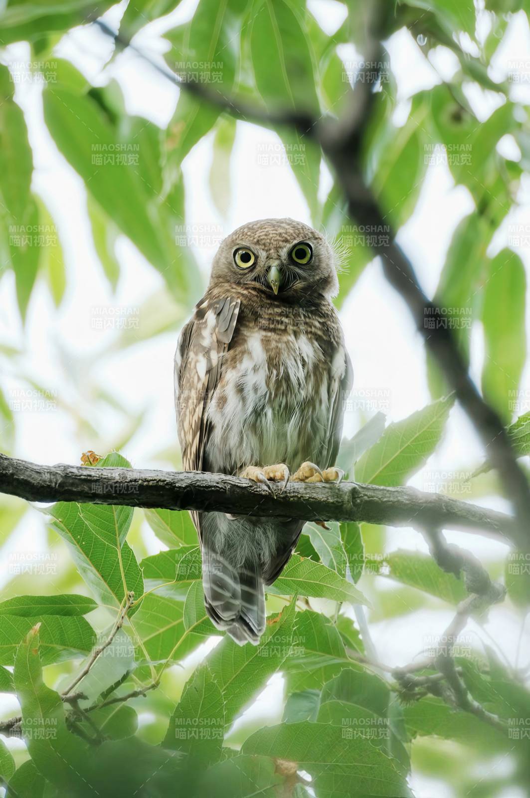 树梢上的小猫头鹰图片