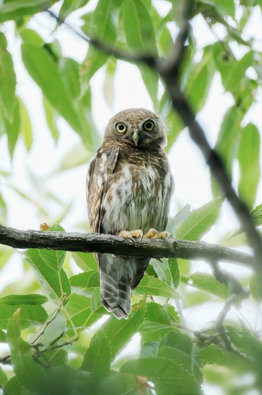 树梢上的小猫头鹰图片