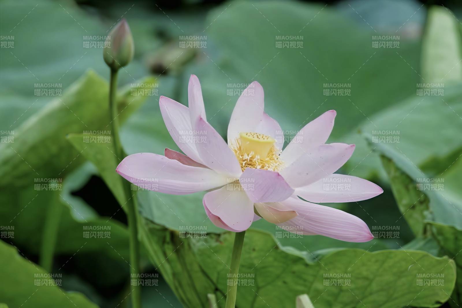 莲花绽放 清新雅致图片