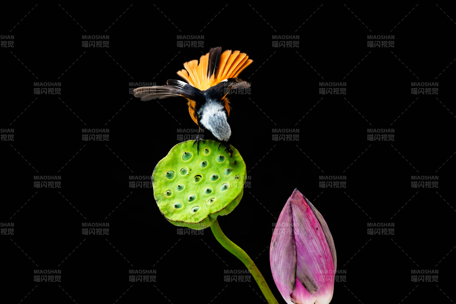 蜂鸟停驻莲蓬 静谧之美图片