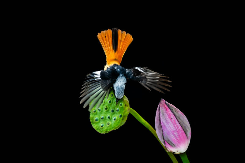 鸟儿栖息莲花旁图片