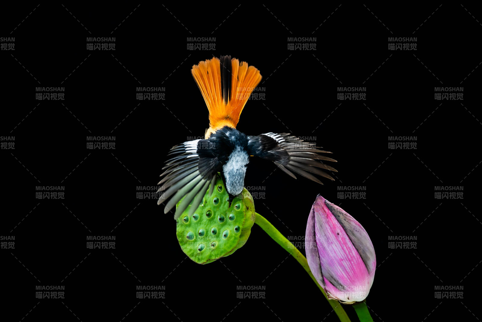 鸟儿栖息莲花旁图片