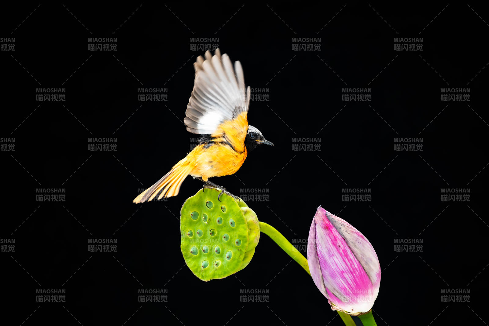 鸟儿停驻荷叶之上图片