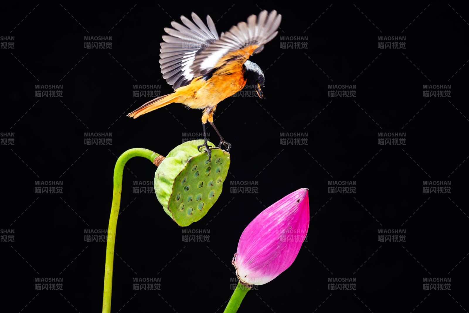 鸟儿飞舞 莲花静美图片