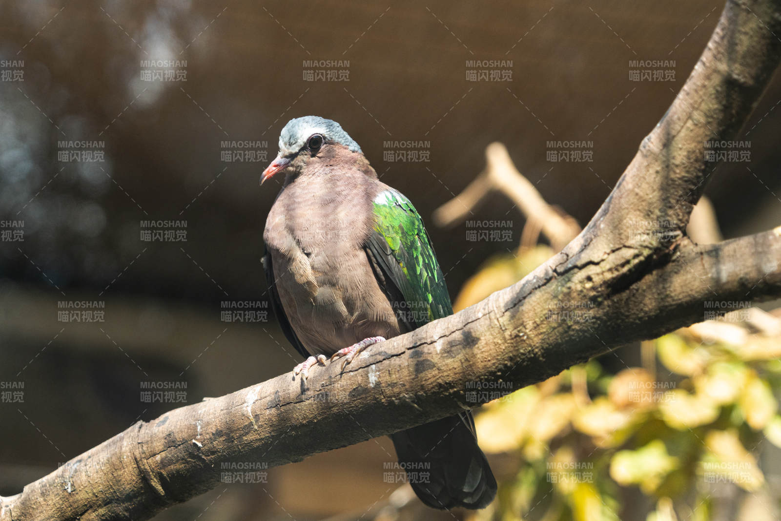 绿翅鸽栖息树枝上图片
