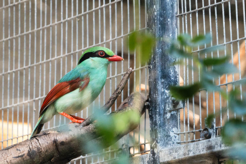 笼中绿鸟静栖枝头图片