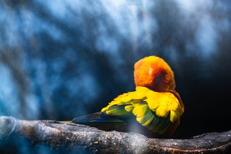 阳光下的彩色鹦鹉图片