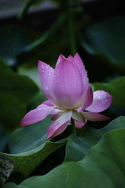 雨后荷花 清新绽放图片