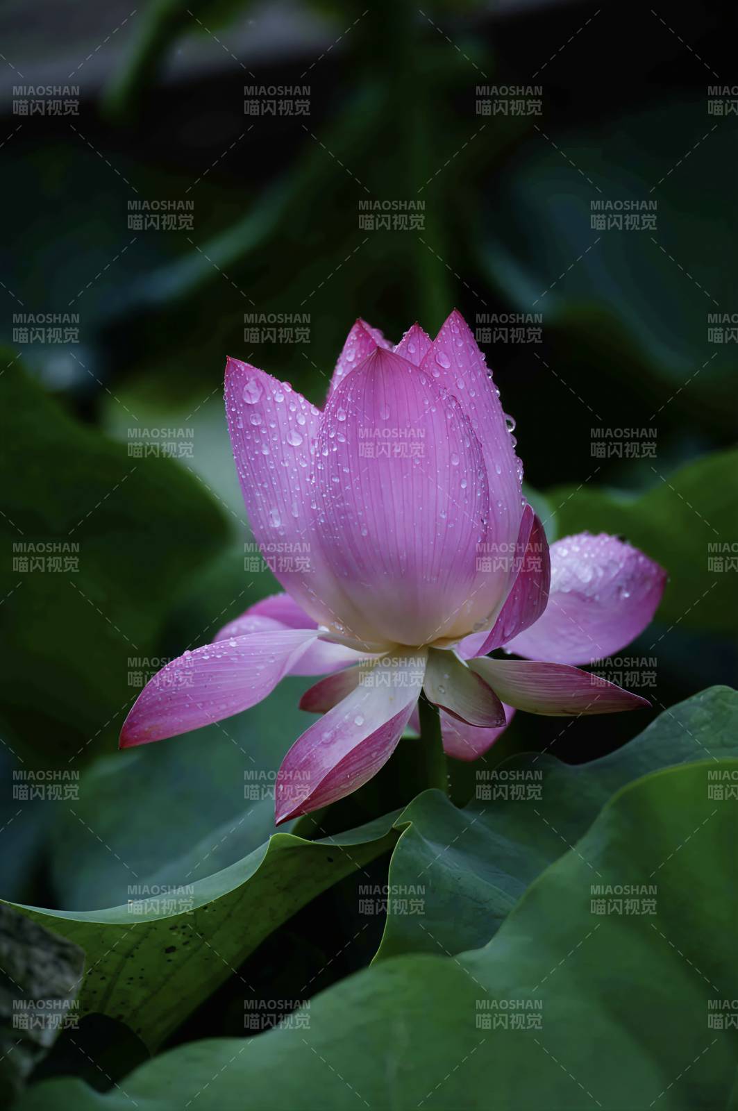 雨后荷花 清新绽放图片
