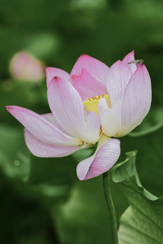 粉色莲花绽放于绿叶间图片