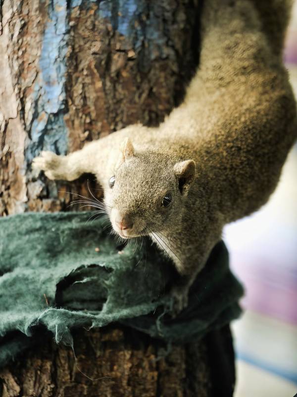 树上的小松鼠图片