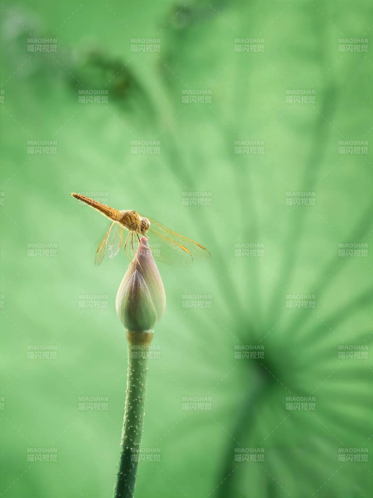 蜻蜓停驻莲花蕾上图片