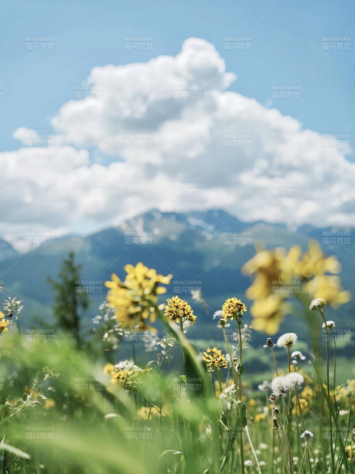 山间野花与蓝天白云图片