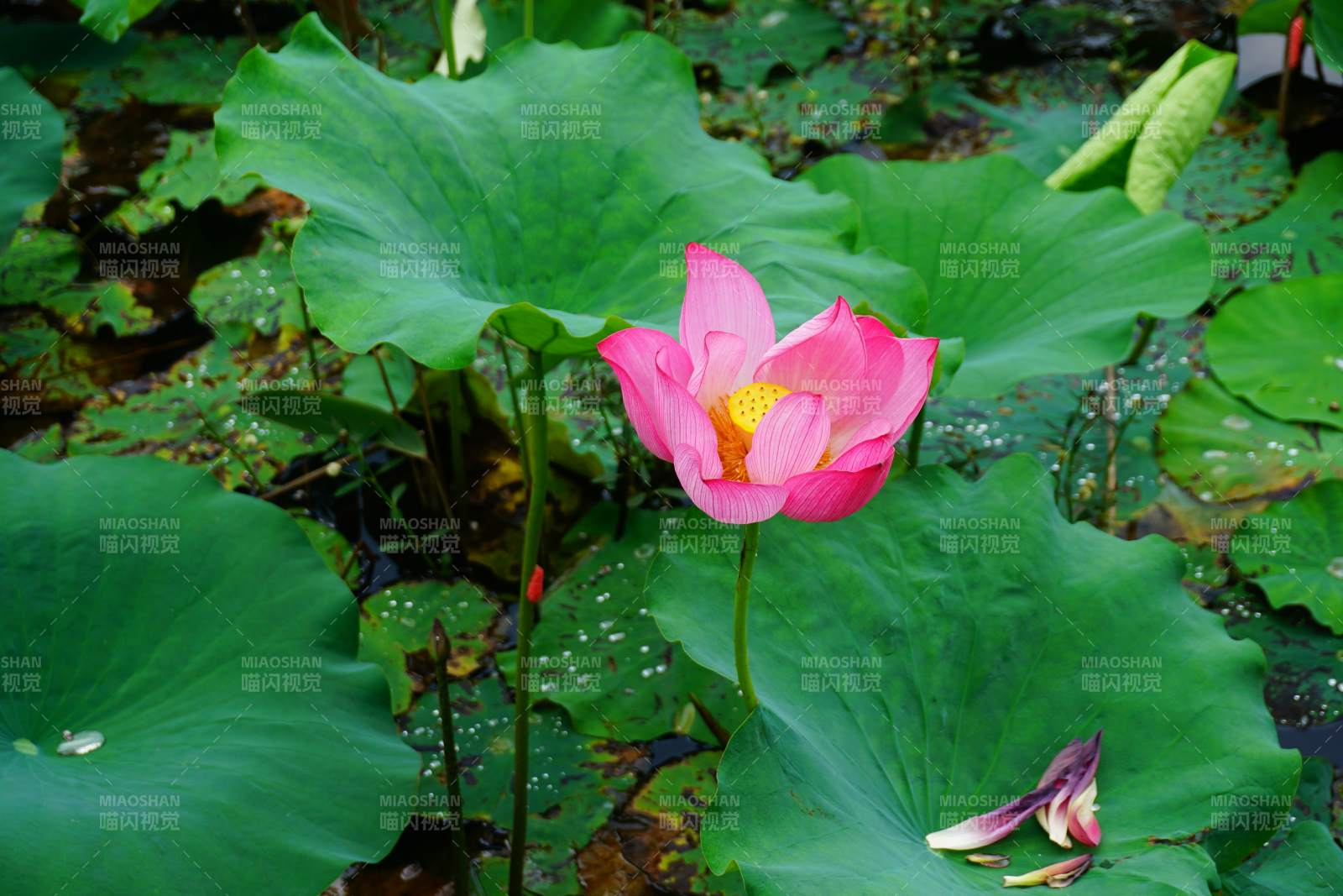 池塘中的粉色莲花图片