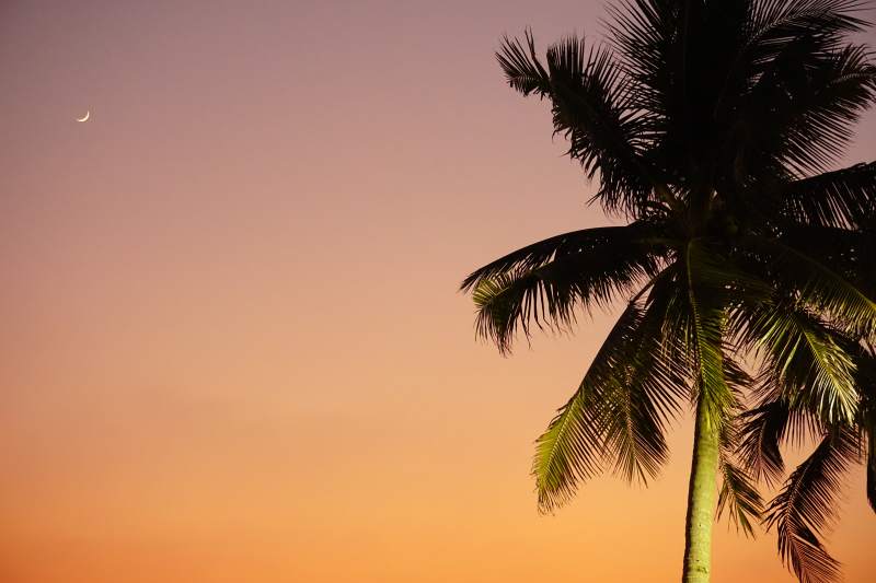 夕阳下的椰树剪影图片