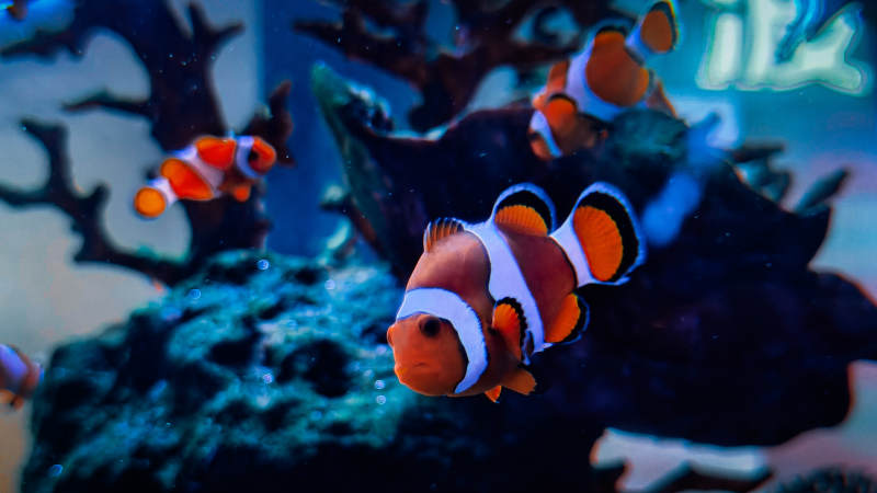 小丑鱼在珊瑚中游动图片