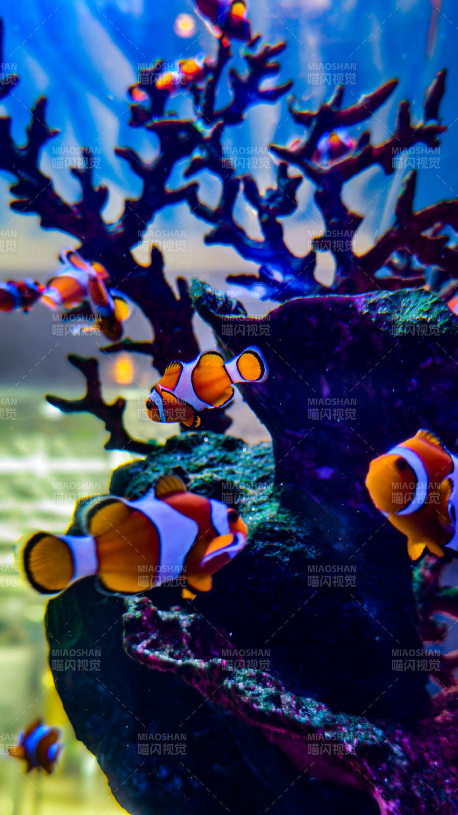 珊瑚礁中的小丑鱼图片