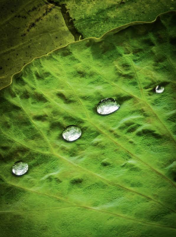 绿叶上的水珠图片