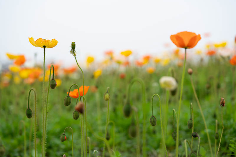 花田里的春天色彩图片