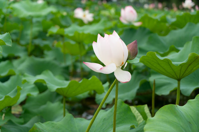 荷塘中的粉色莲花图片