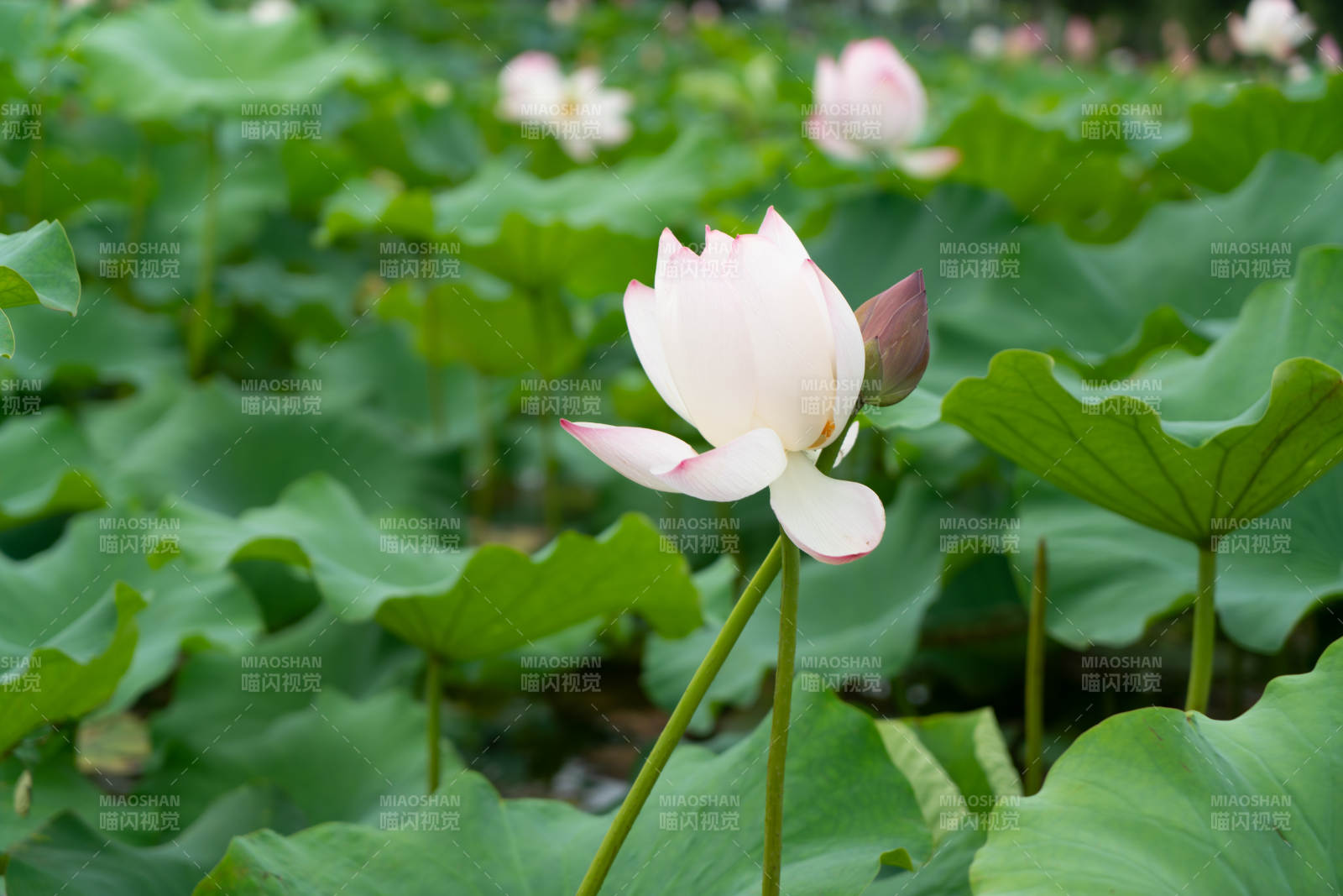 荷塘中的粉色莲花图片