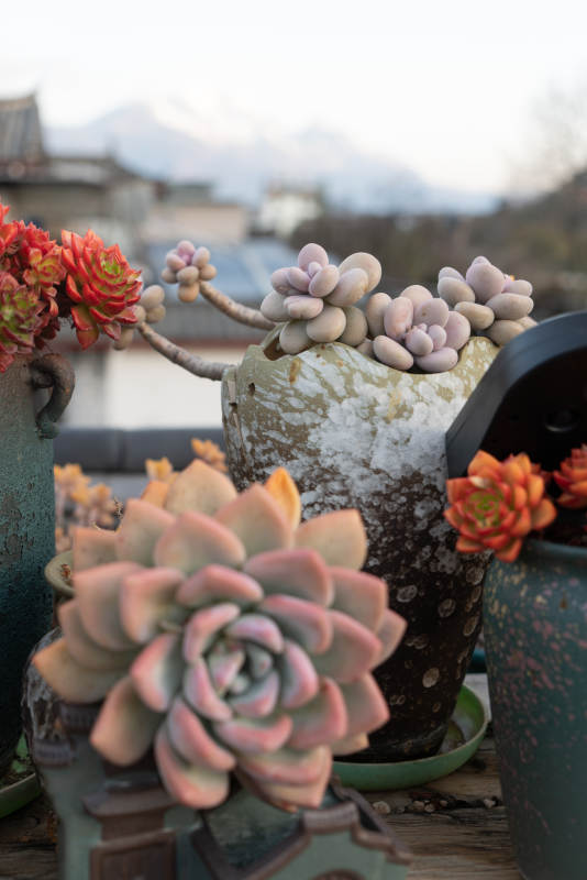 多肉植物的静谧之美图片