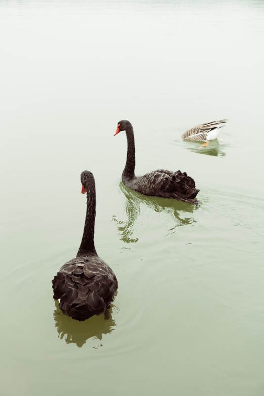 湖中黑天鹅与鸭共游图片