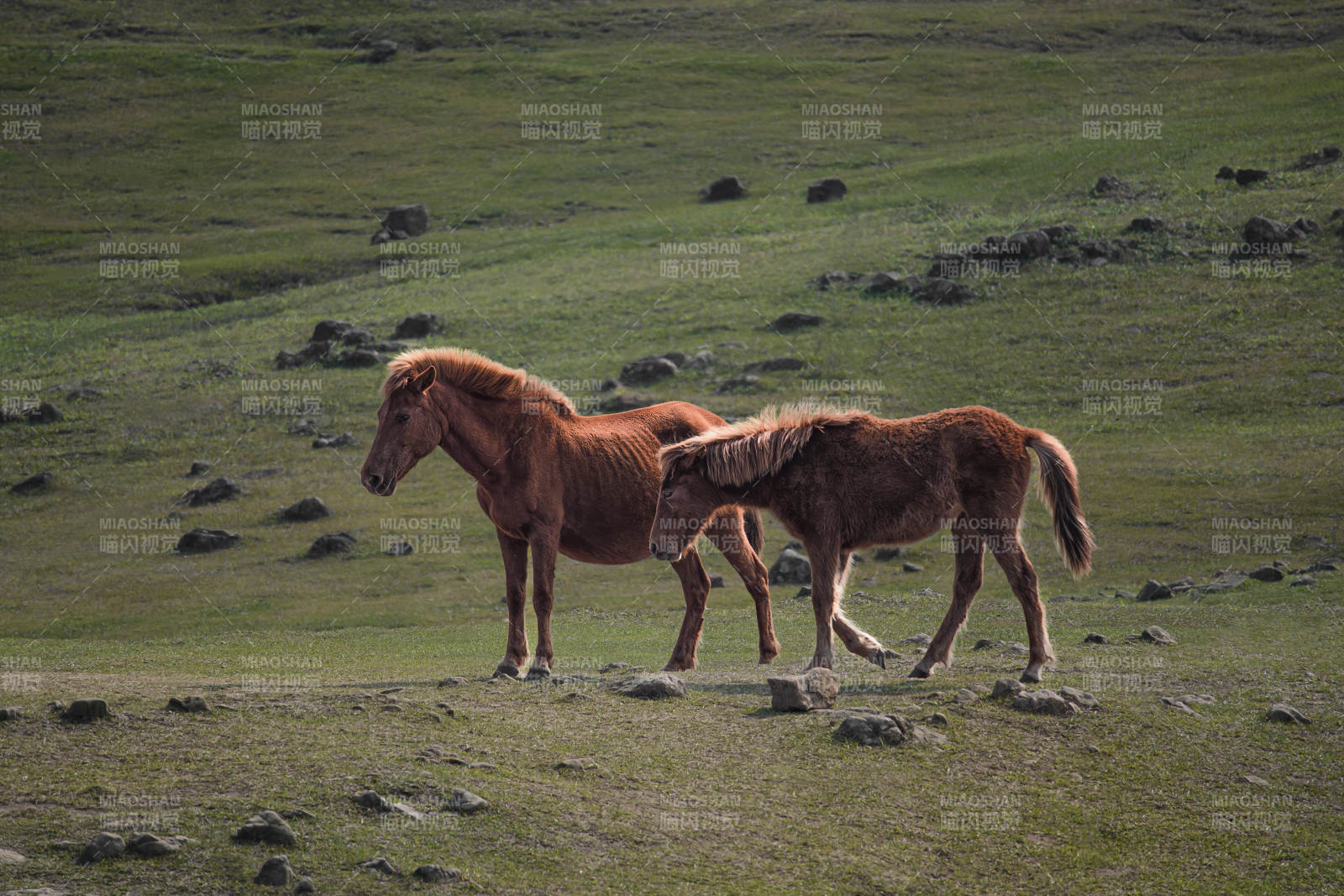 草原上的母子马图片