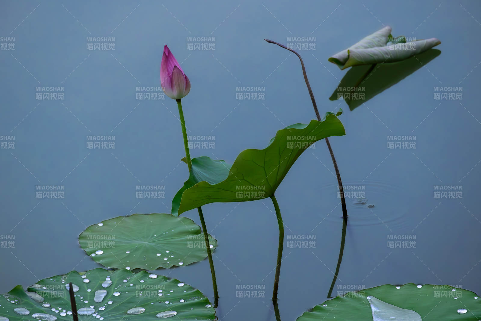 静谧荷塘 粉莲初绽图片