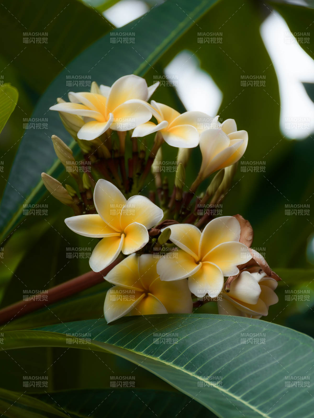 热带风情的鸡蛋花图片