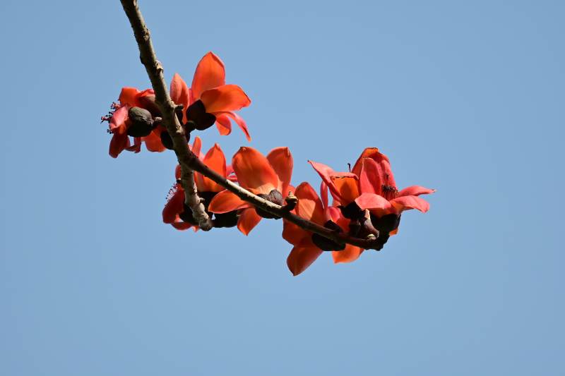 红花绽放 蓝天映衬图片