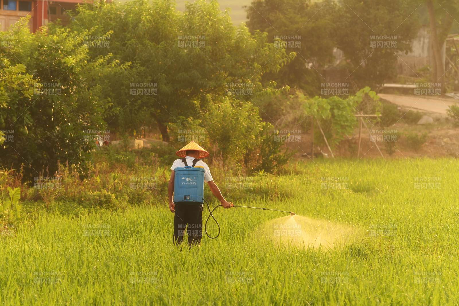 农民在田间喷洒农药图片