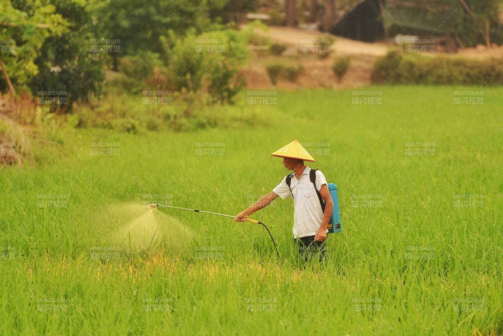 农民在稻田中喷洒农药图片