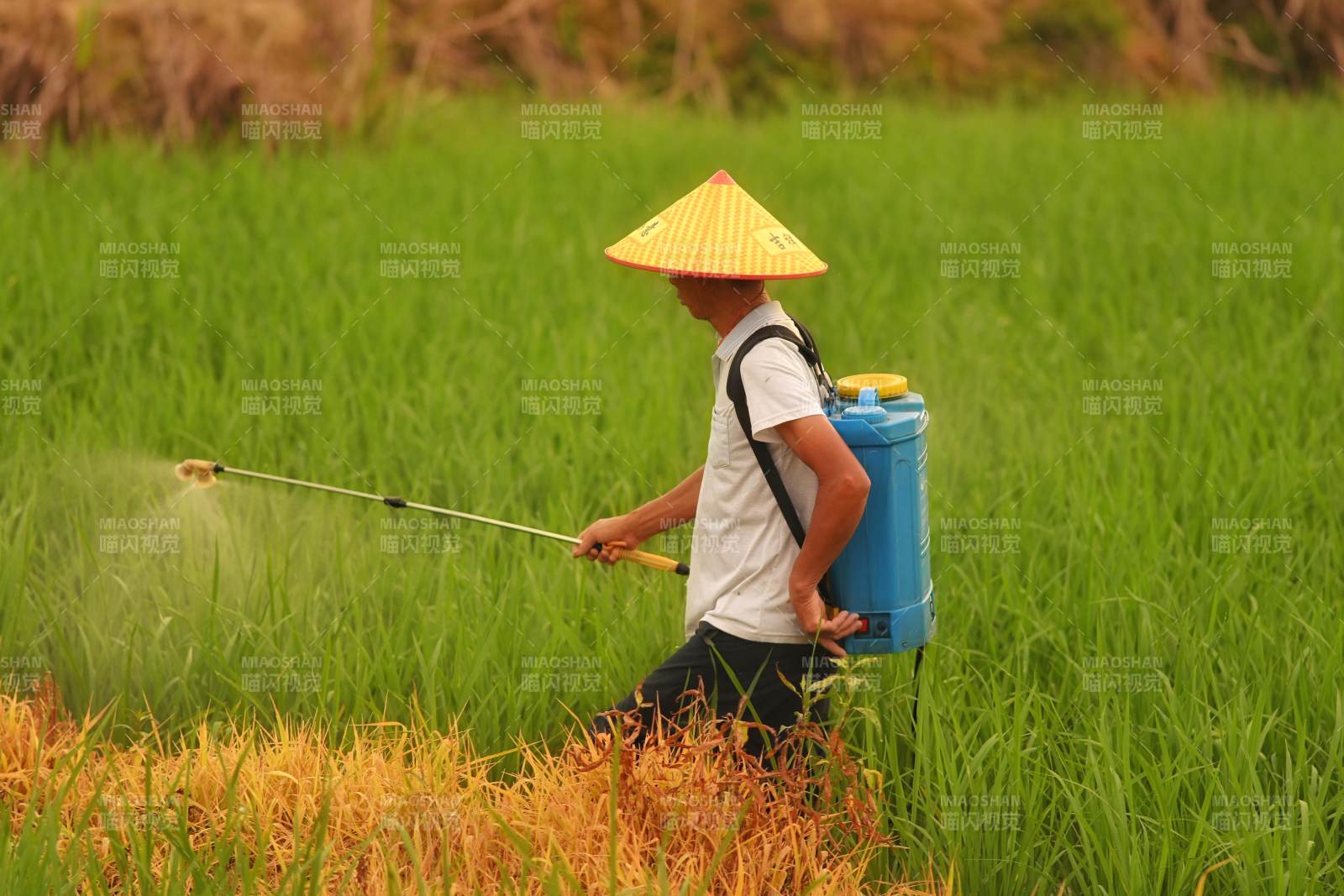 农民喷洒农药于稻田中图片
