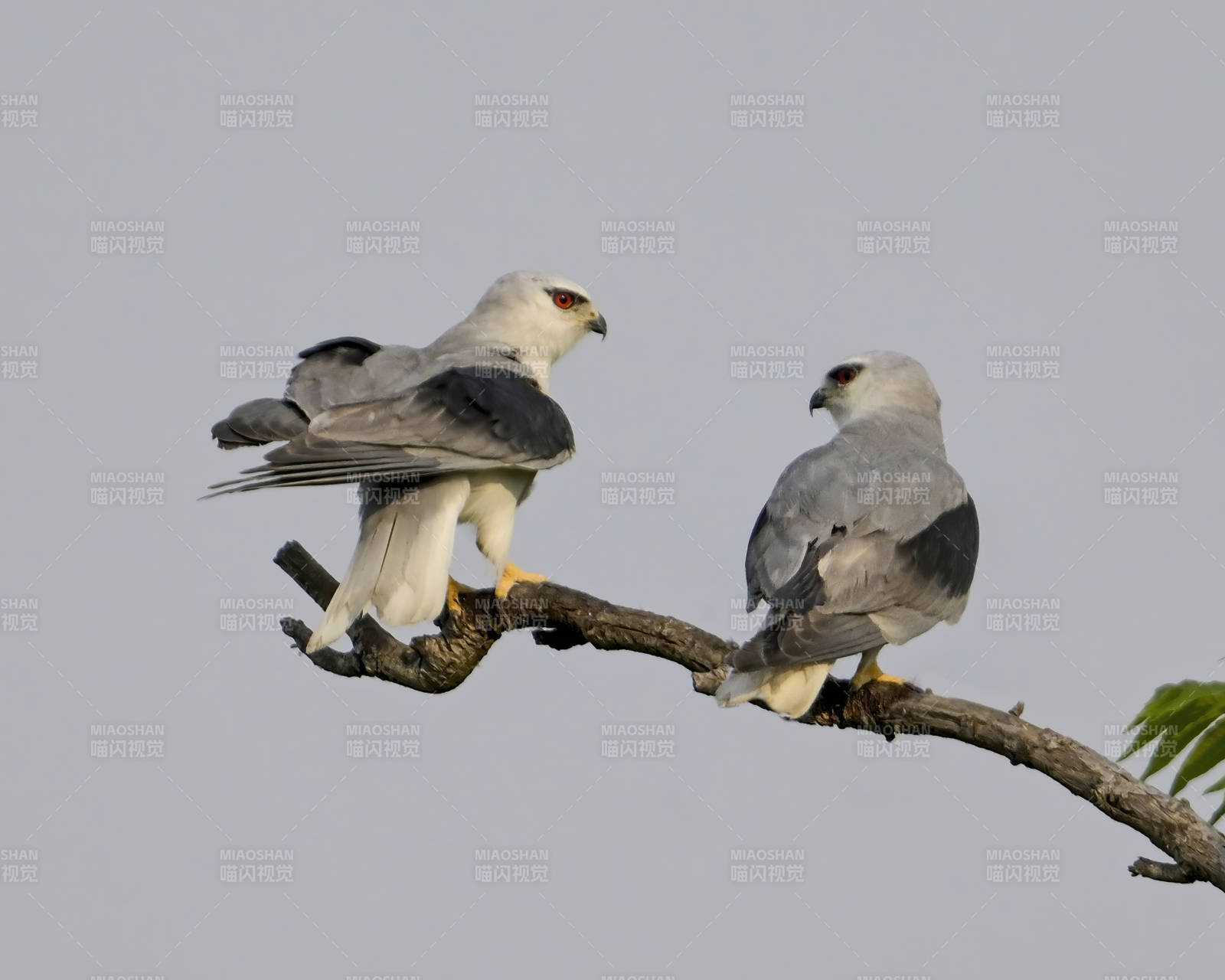 两只白尾鸢栖息枝头图片