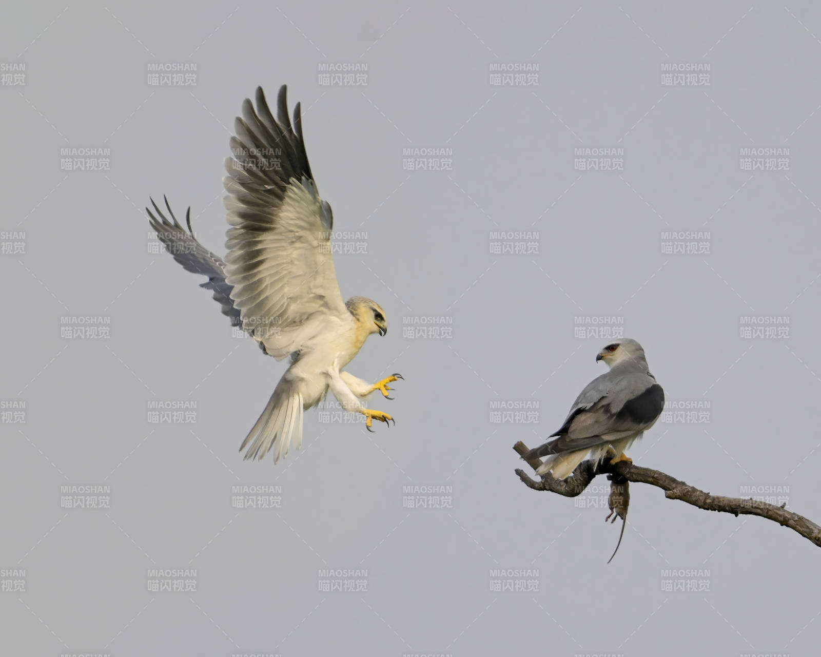 白尾鸢空中与枝头对峙图片