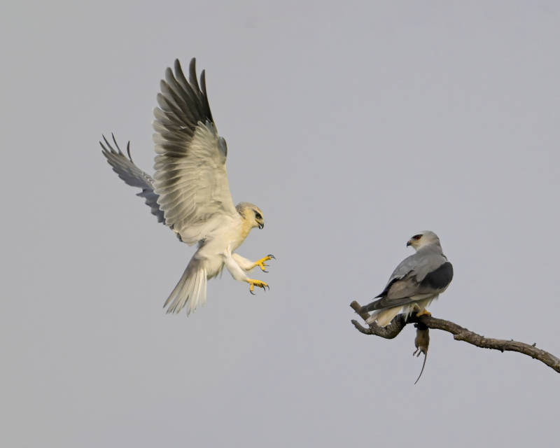 白尾鸢空中与枝头对峙图片