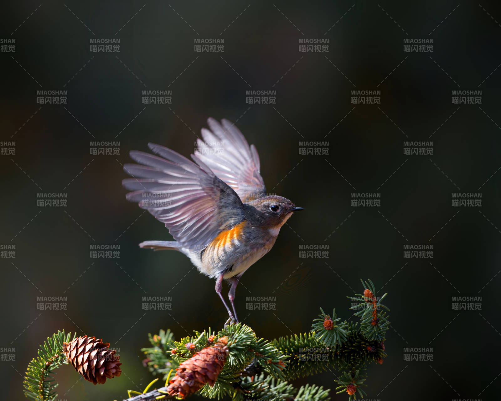 飞翔的鸟儿与松枝图片