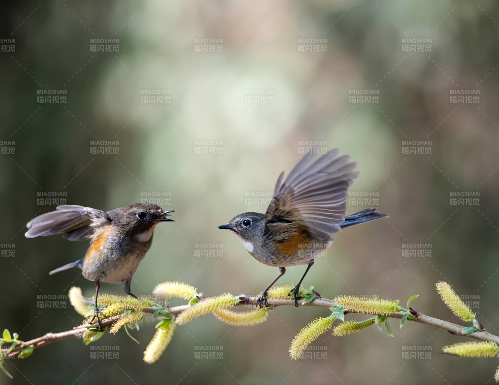 两只小鸟在枝头嬉戏图片