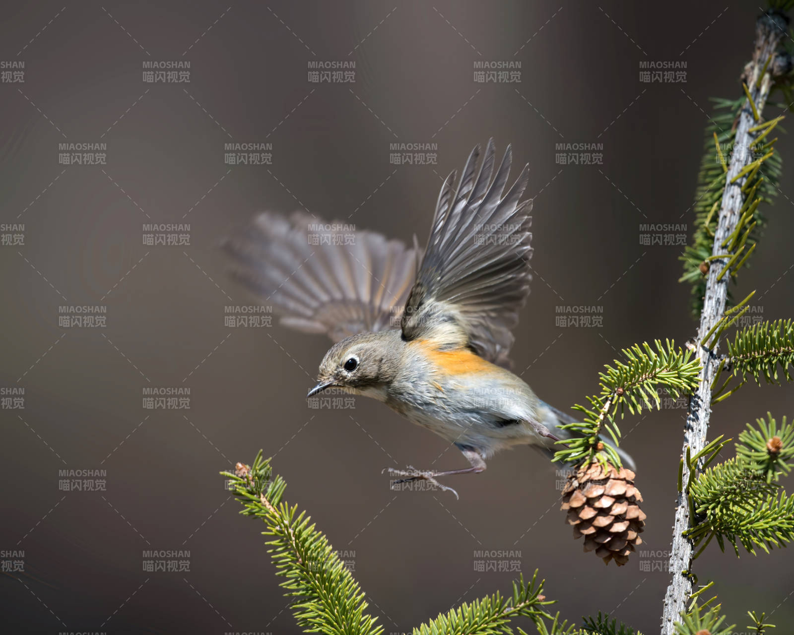 小鸟飞舞松枝间图片