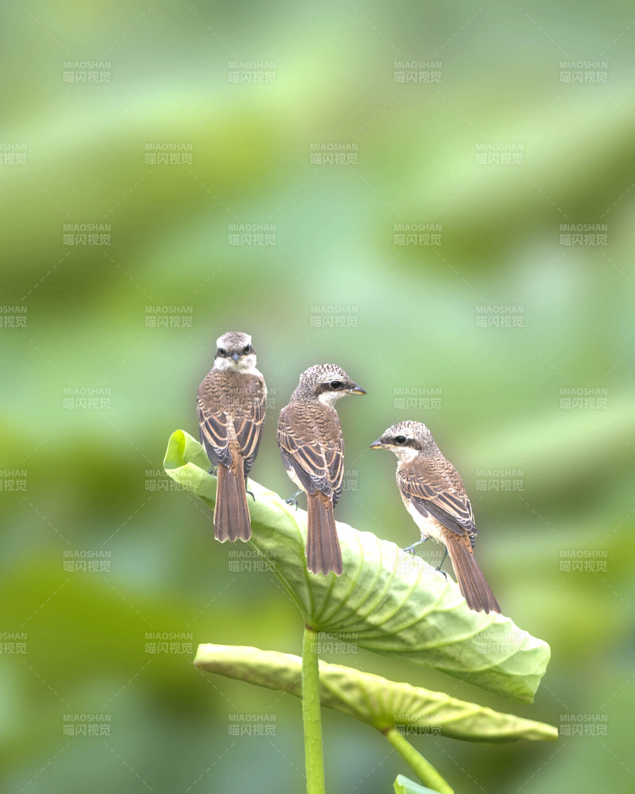 三只小鸟栖息绿叶上图片