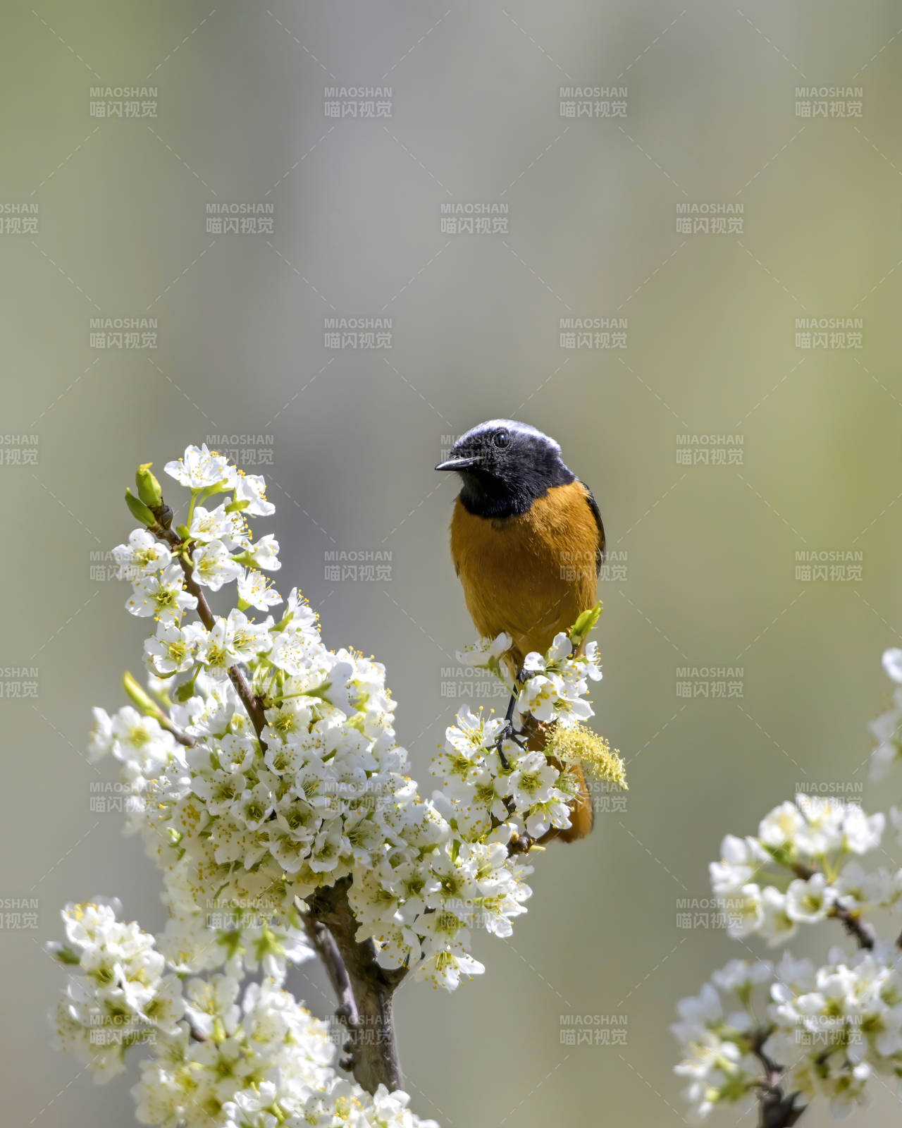 春日花枝上的小鸟图片