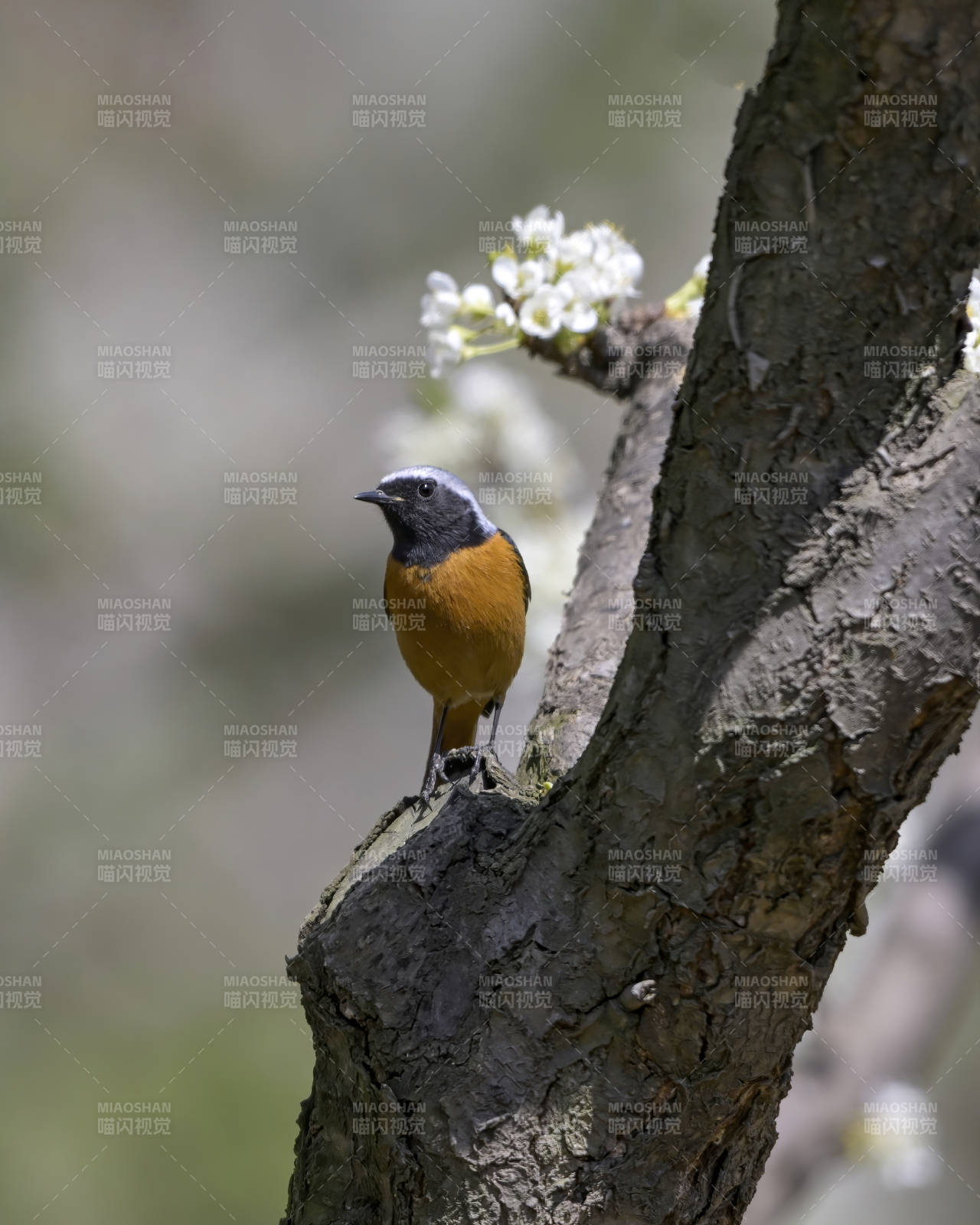 树上小鸟与花枝相伴图片